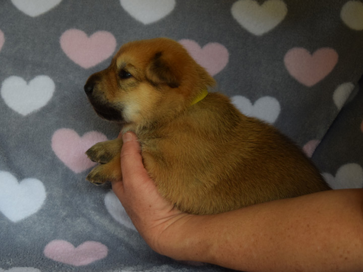 chinook puppy